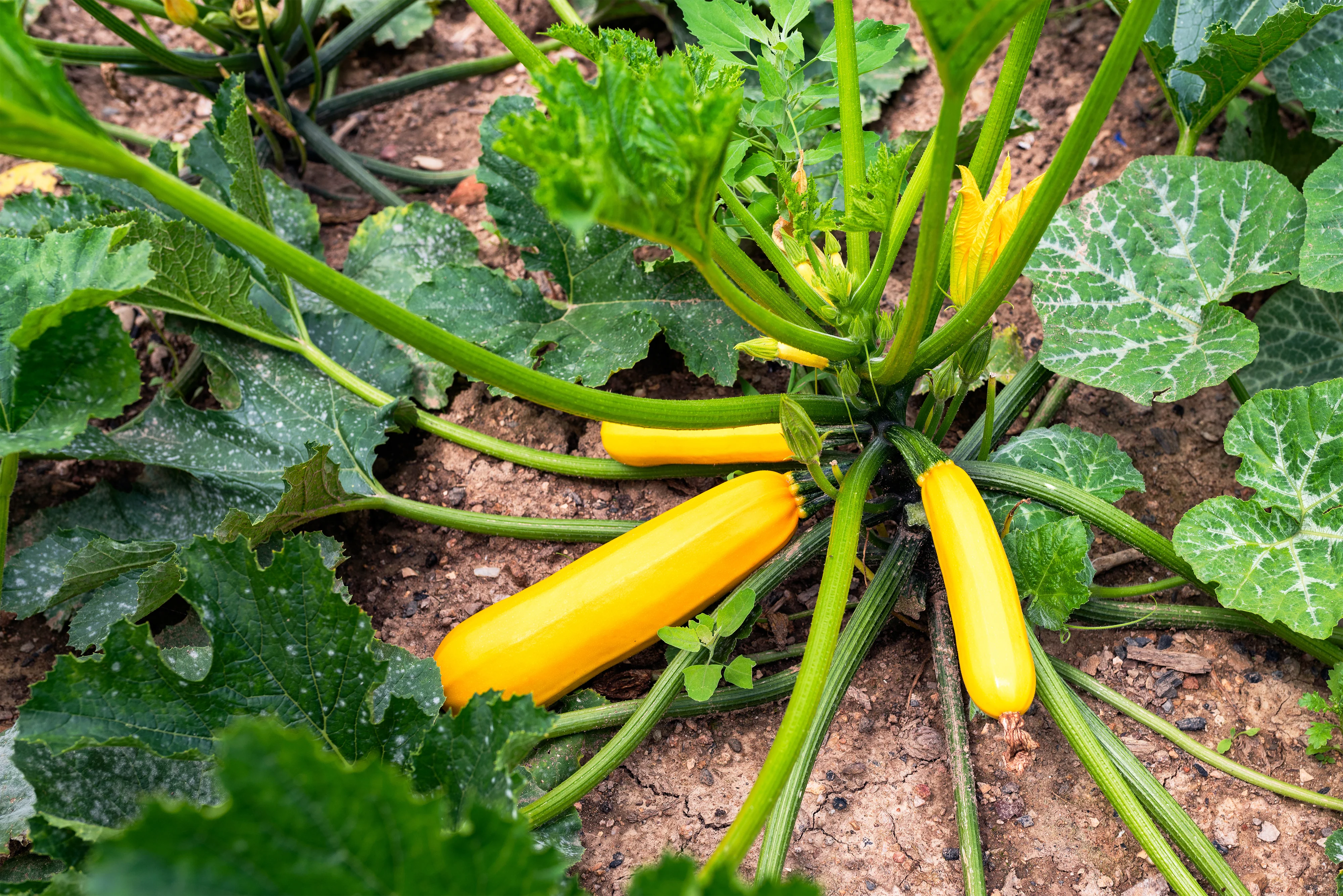 49er Squash Seeds