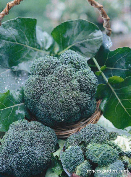 All Season Blend Broccoli