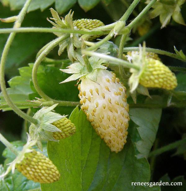 Alpine Pineapple Strawberry Seed