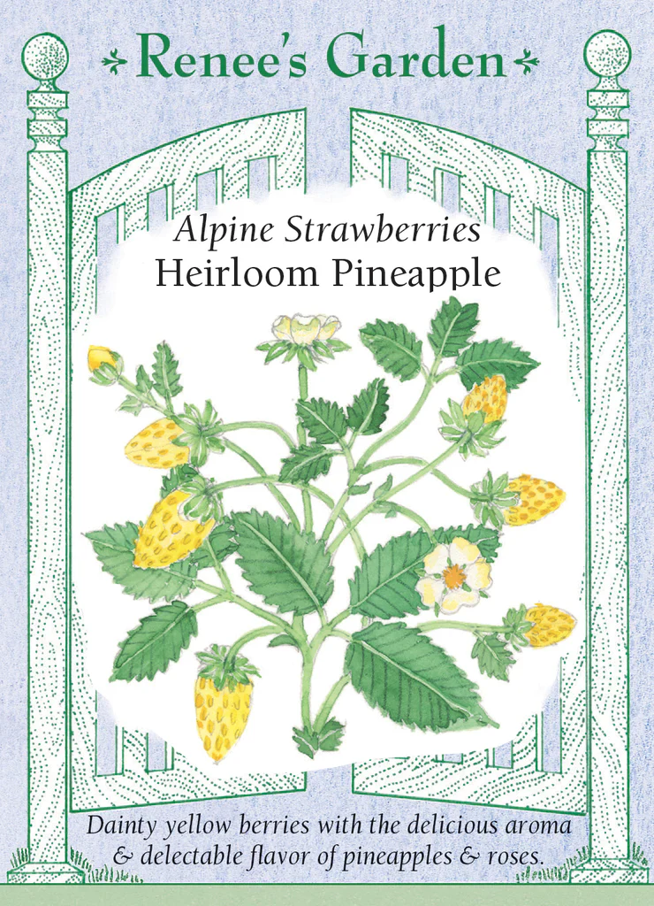 Alpine Pineapple Strawberry Seed - Image 2