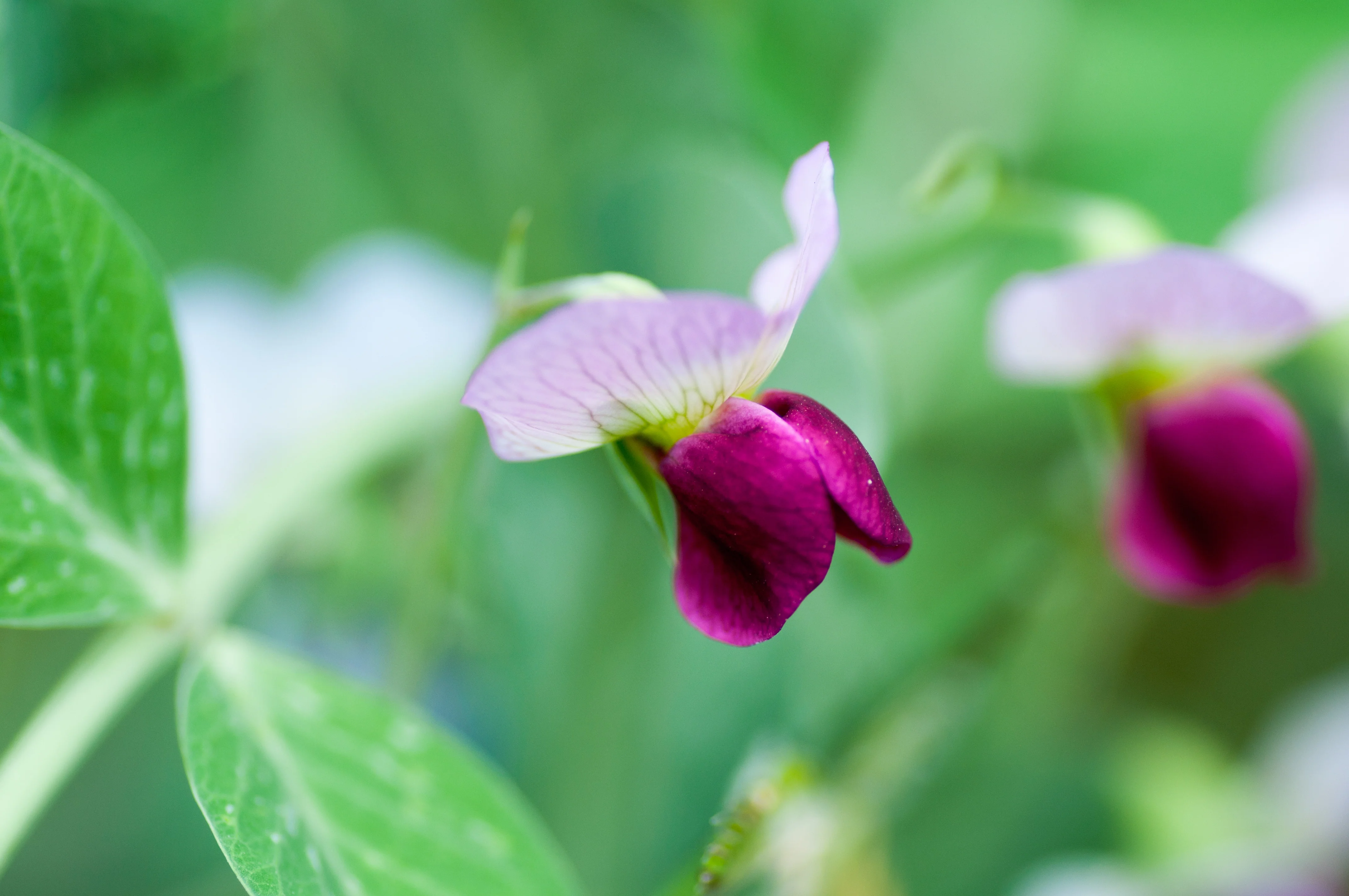 Austrian Winter Pea Seeds