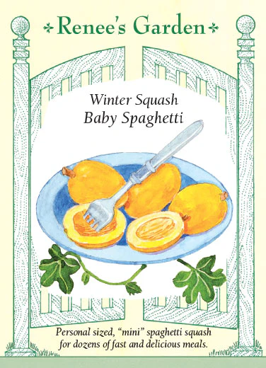 Baby Spaghetti Winter Squash - Image 2