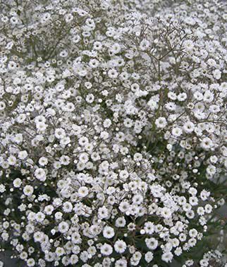 Baby's Breath Early Snowball - Image 2