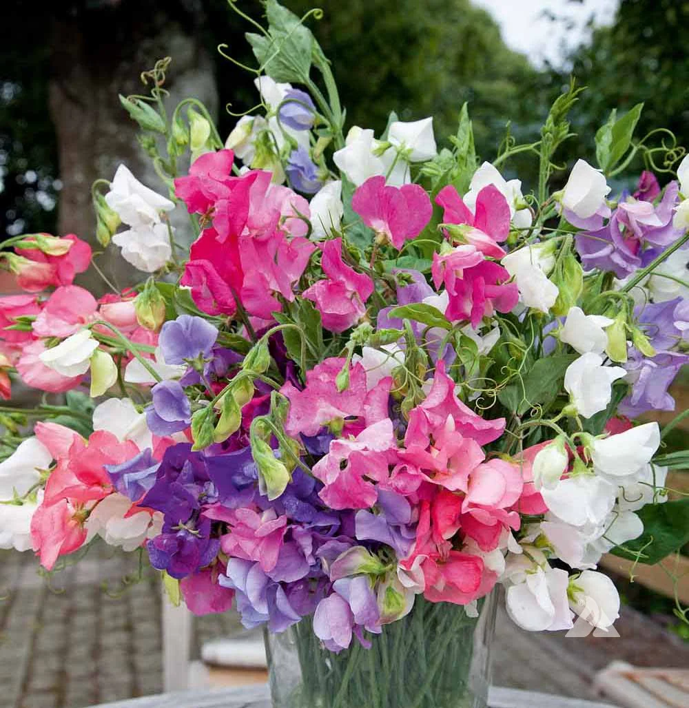Bijou Sweet Peas Seeds