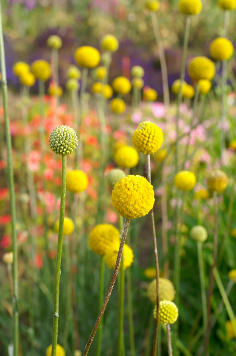 Billy Button Craspedia Seeds