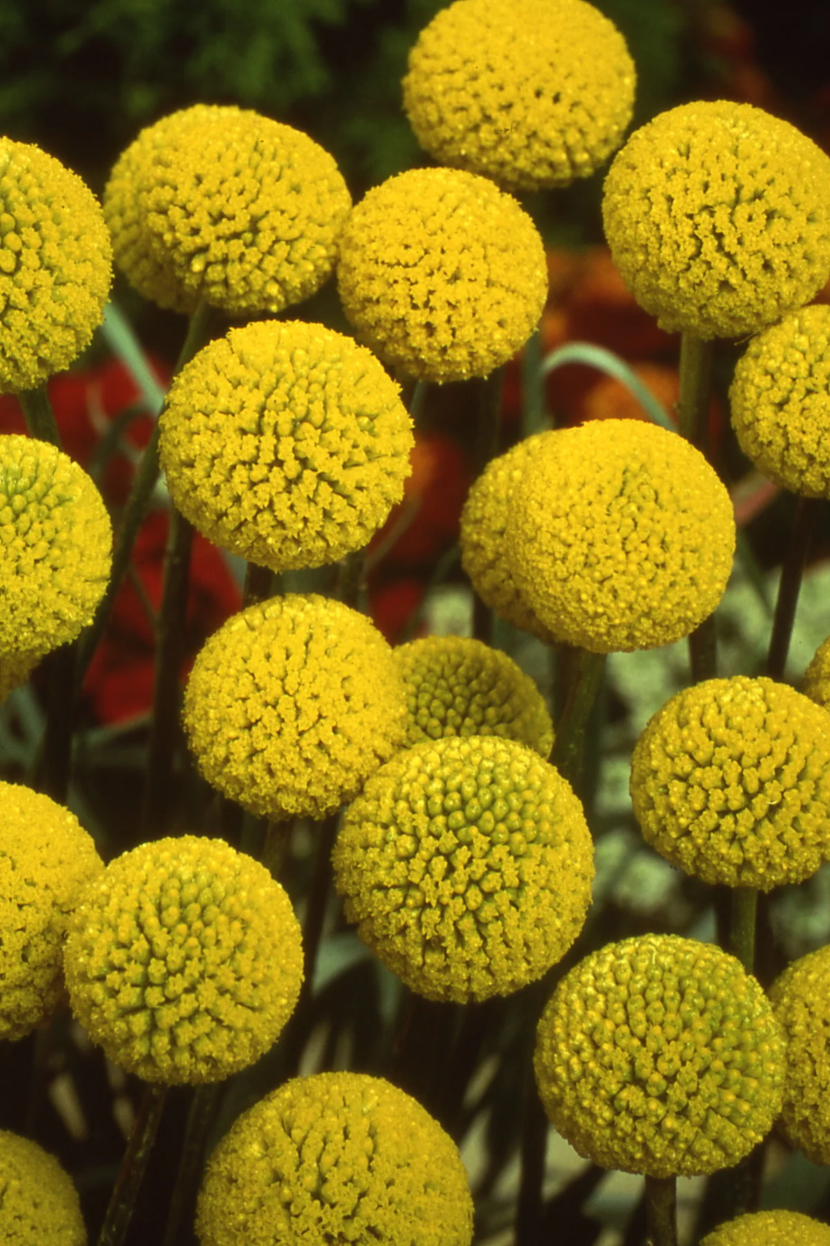 Billy Button Craspedia Seeds - Image 2