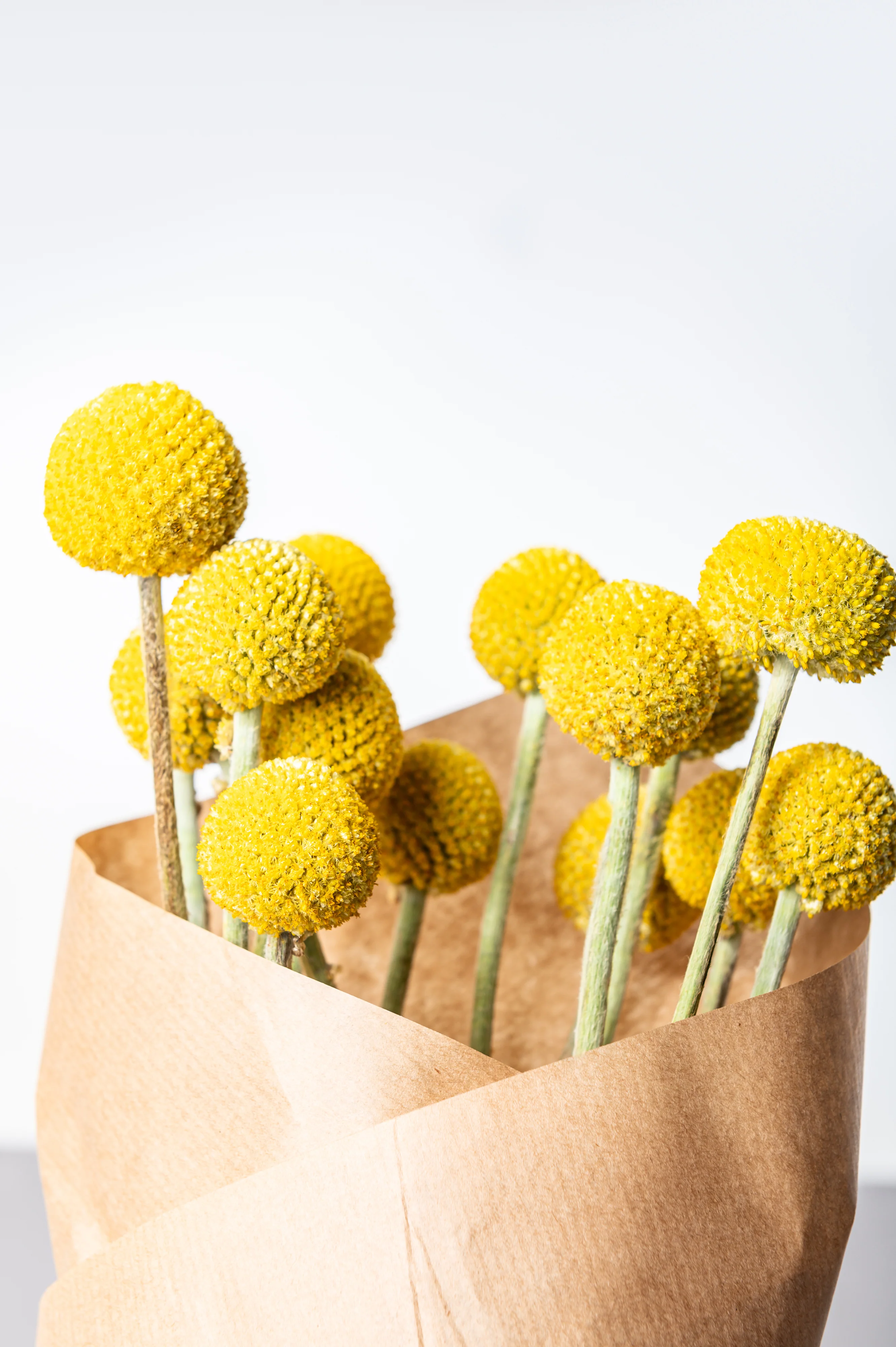 Billy Button Craspedia Seeds - Image 3