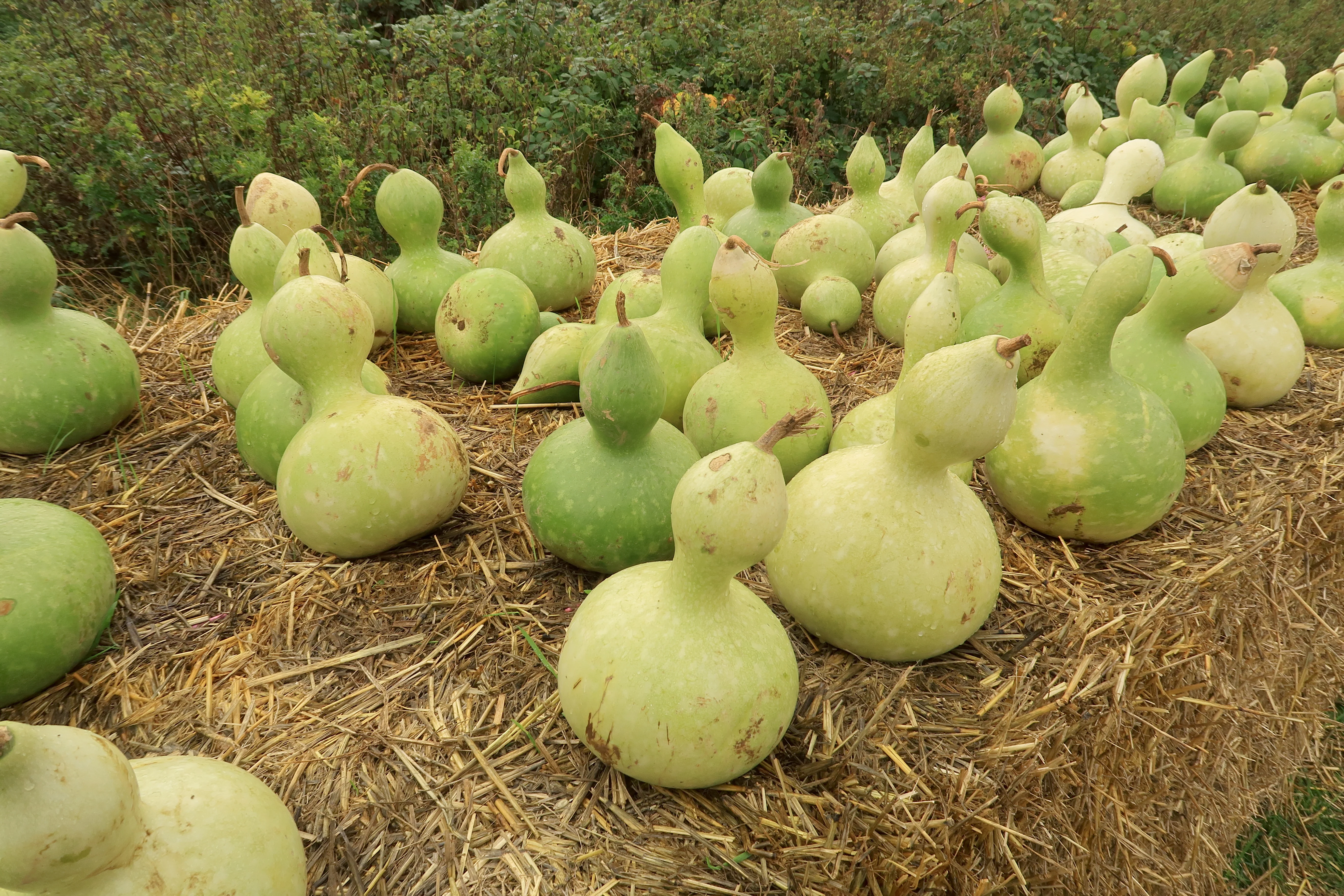 Birdhouse Gourd Seed - Image 2