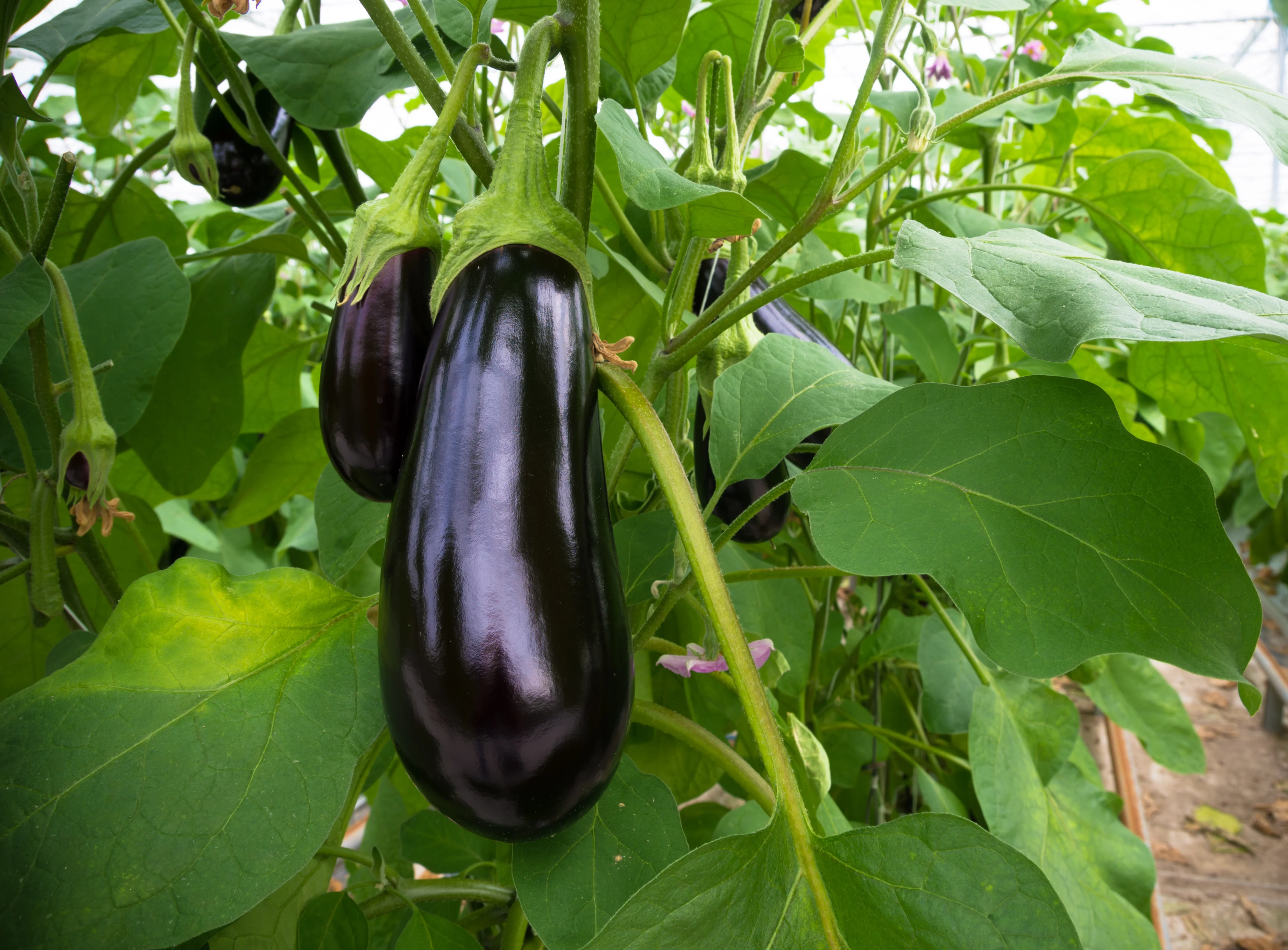 Black Beauty Eggplant Seeds