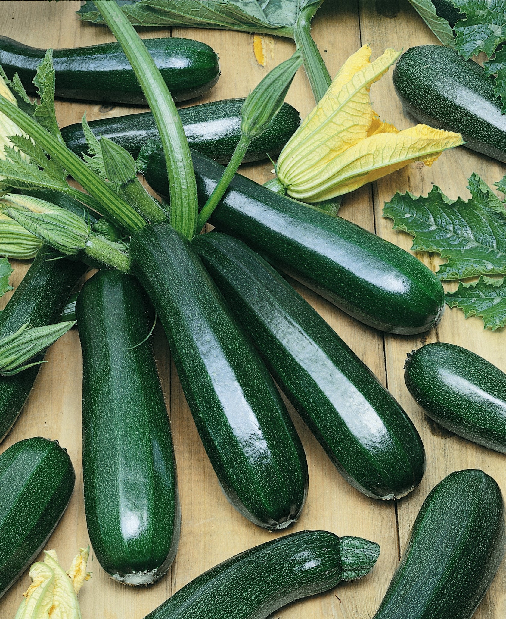 Black Coral Zucchini Squash Seeds