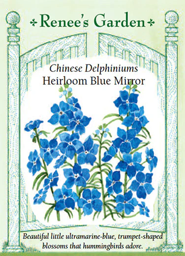 Blue Mirror Chinese Delphinium - Image 2