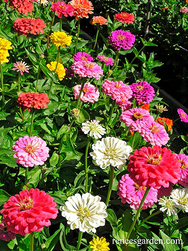 Blue Ribbon Bouquet Zinnias