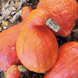 Boston Marrow Squash