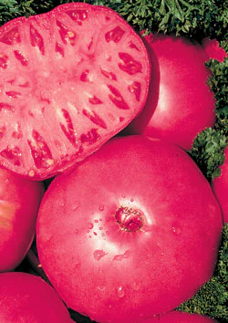 Brandywine Red Tomato Seeds - Image 3