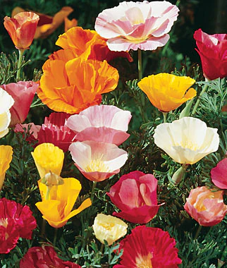 California Sunset Mix Poppy