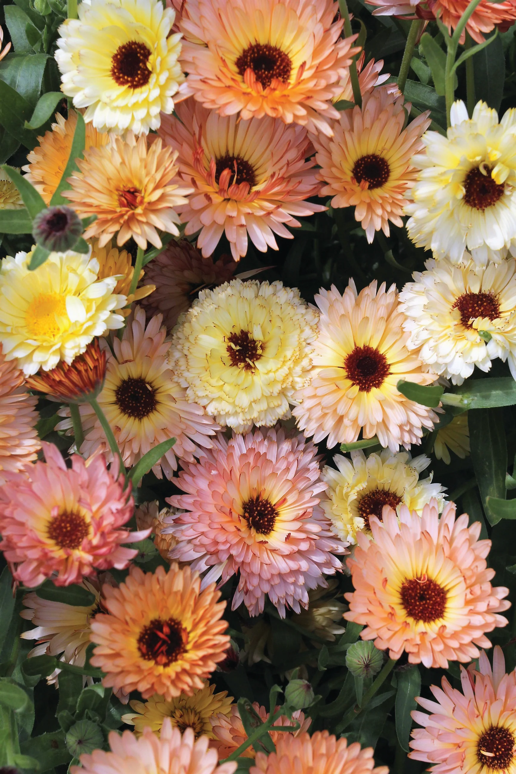Cantaloupe Mix Calendula Seeds