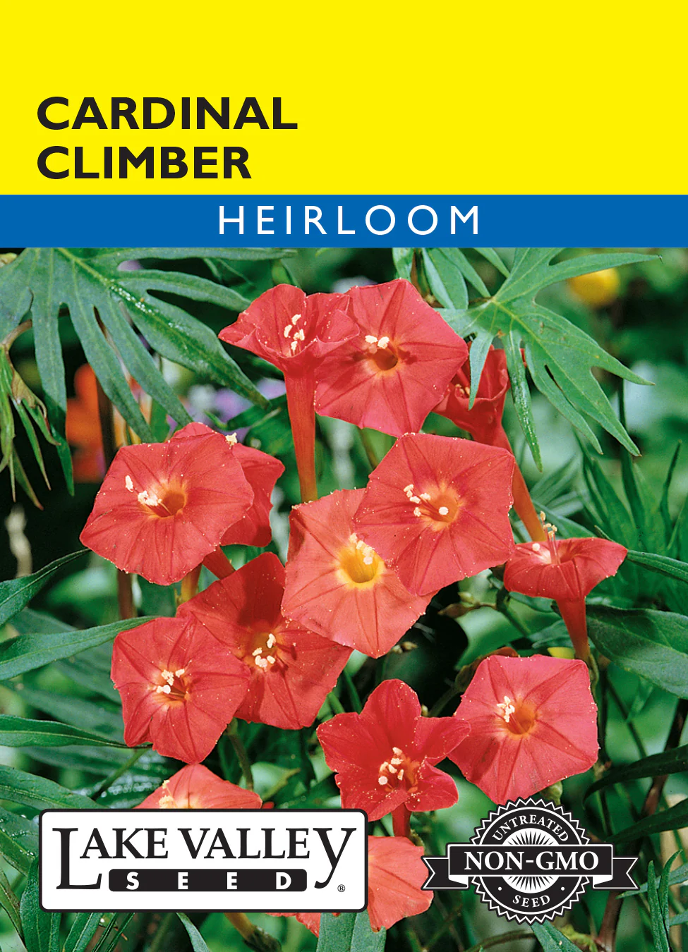 Cardinal Climber