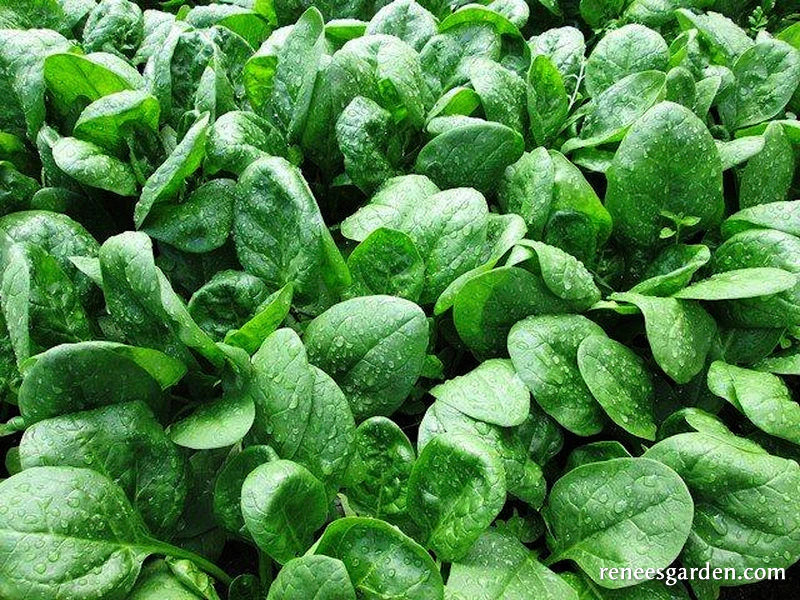 Catalina Baby Leaf Spinach - Image 2