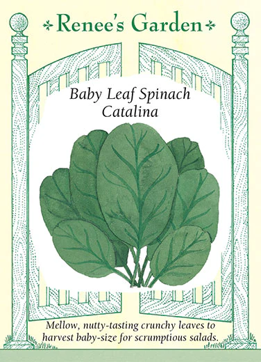 Catalina Baby Leaf Spinach - Image 3