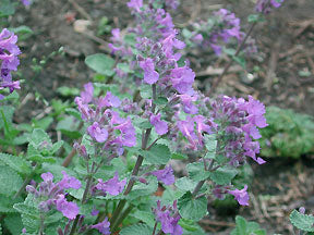 Catmint