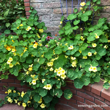 Climbing Moonlight Nasturtium