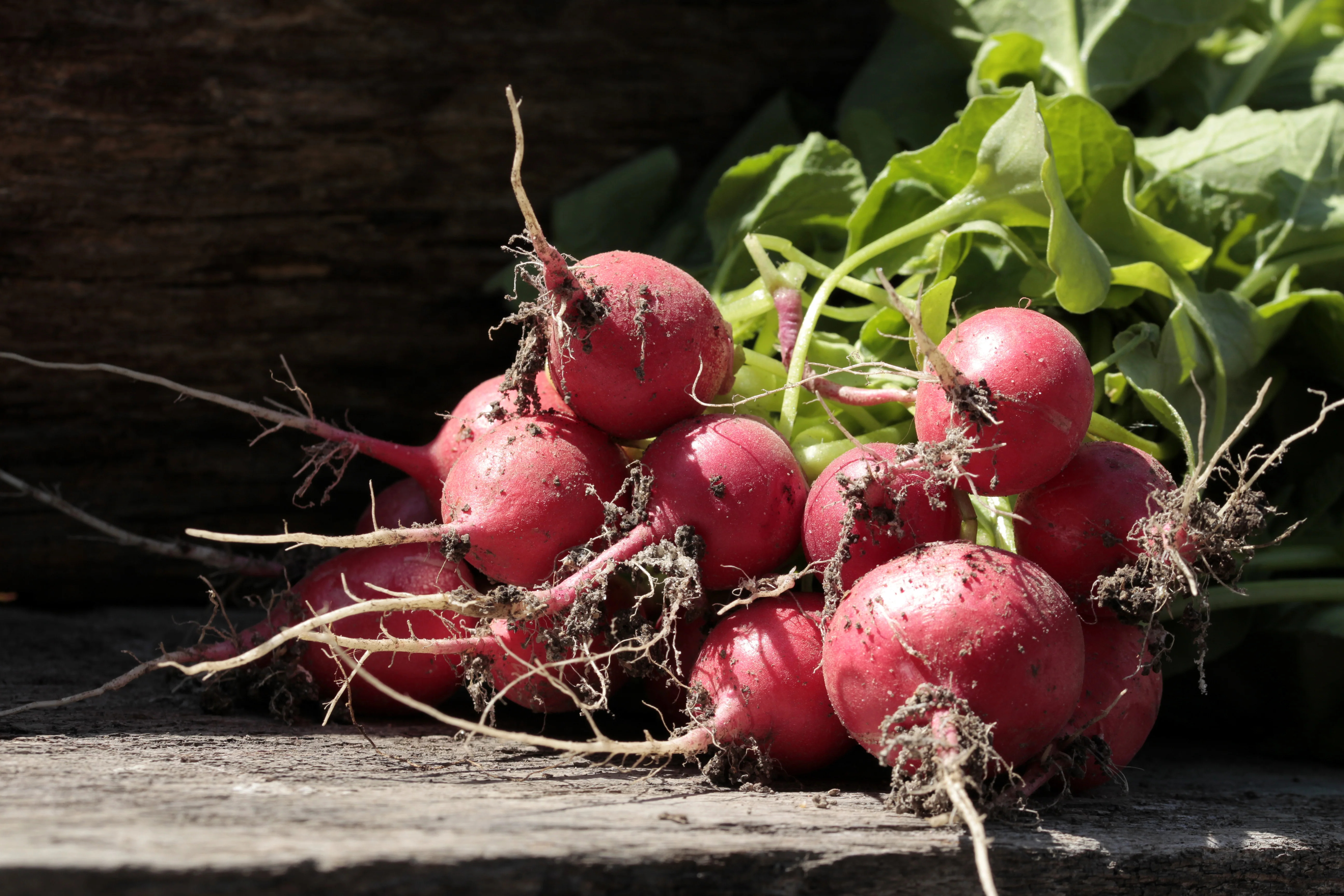 Crimson Giant Radish Seeds