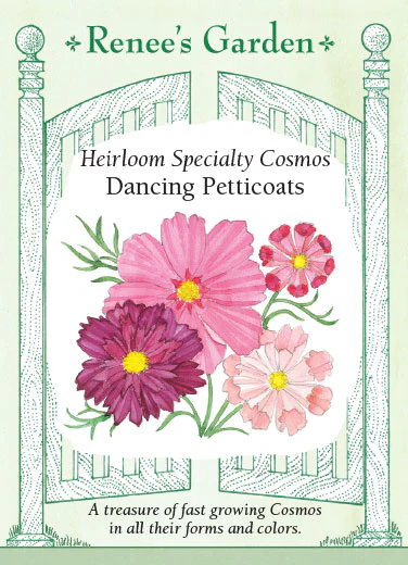 Dancing Petticoats Cosmos - Image 2