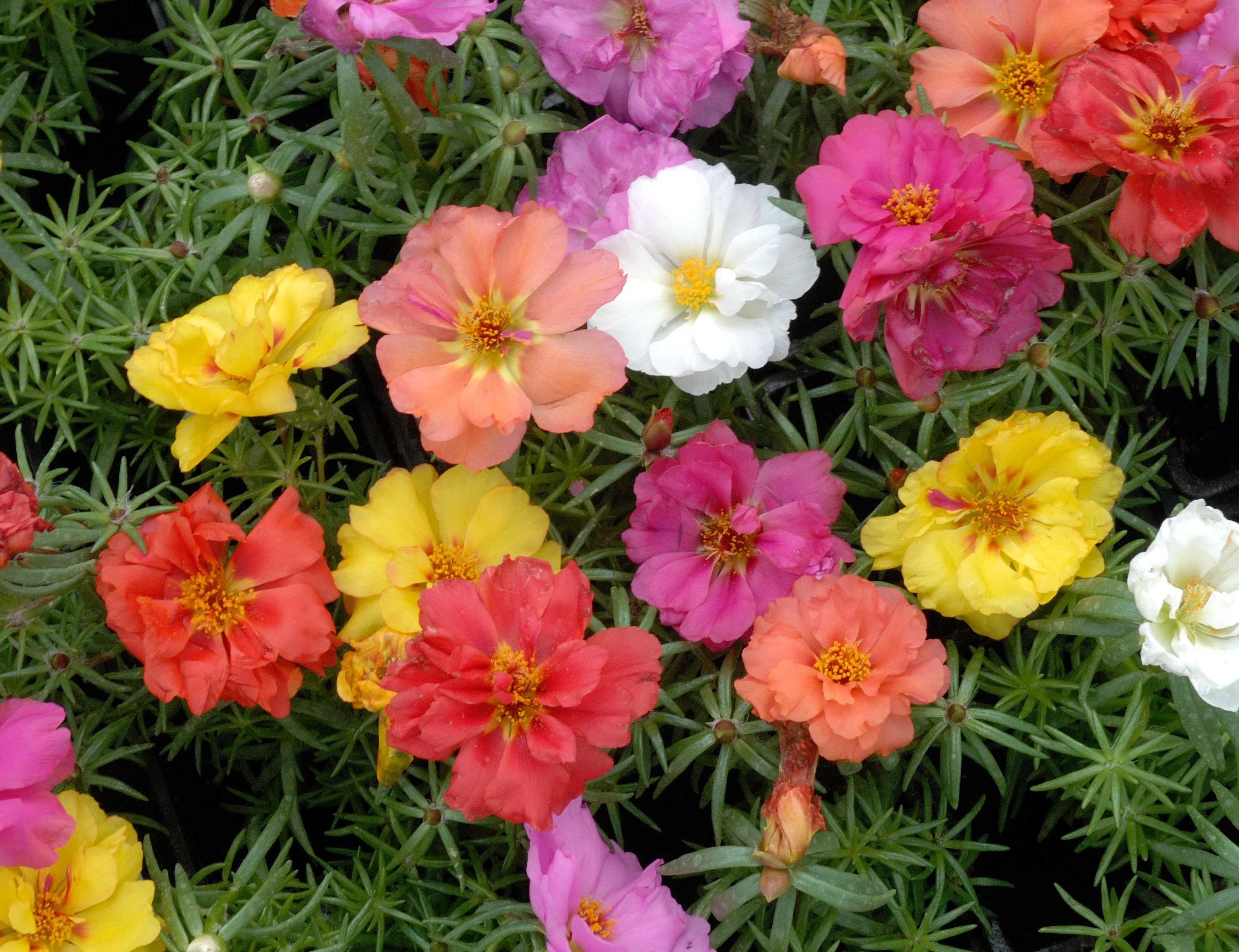 Double Mixed Portulaca Seeds