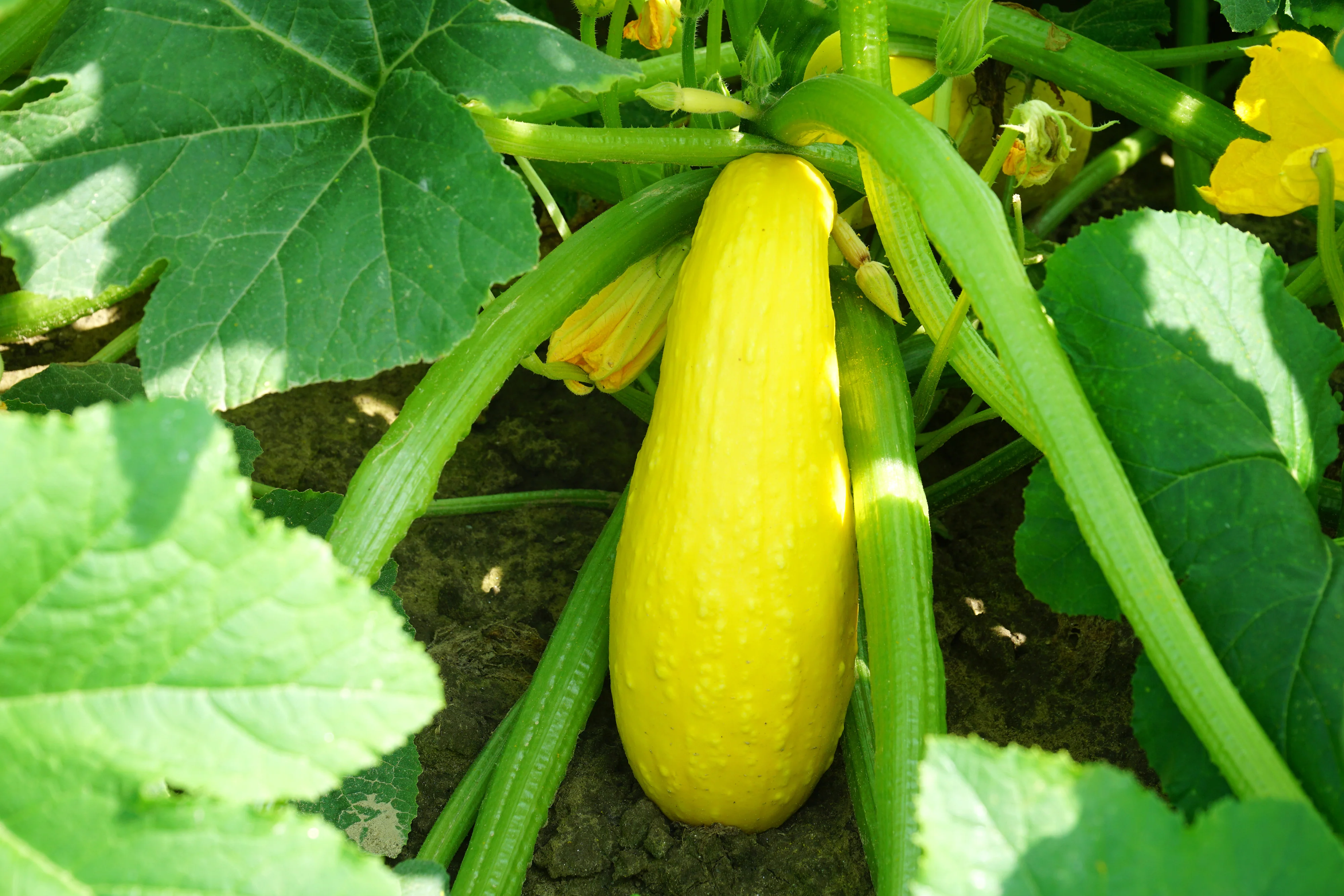 Early Prolific Straightneck Squash Seeds