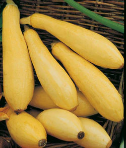 Early Prolific Straightneck Squash Seeds - Image 2