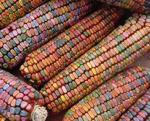 Earth Tones Dent Ornamental Corn Seeds