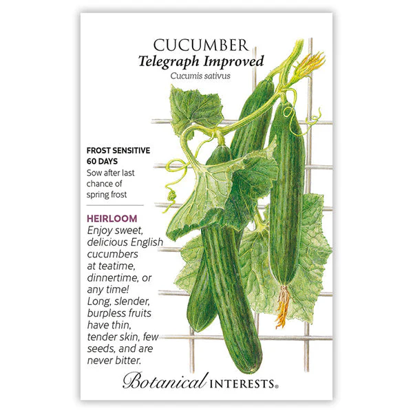 English Telegraph Cucumber