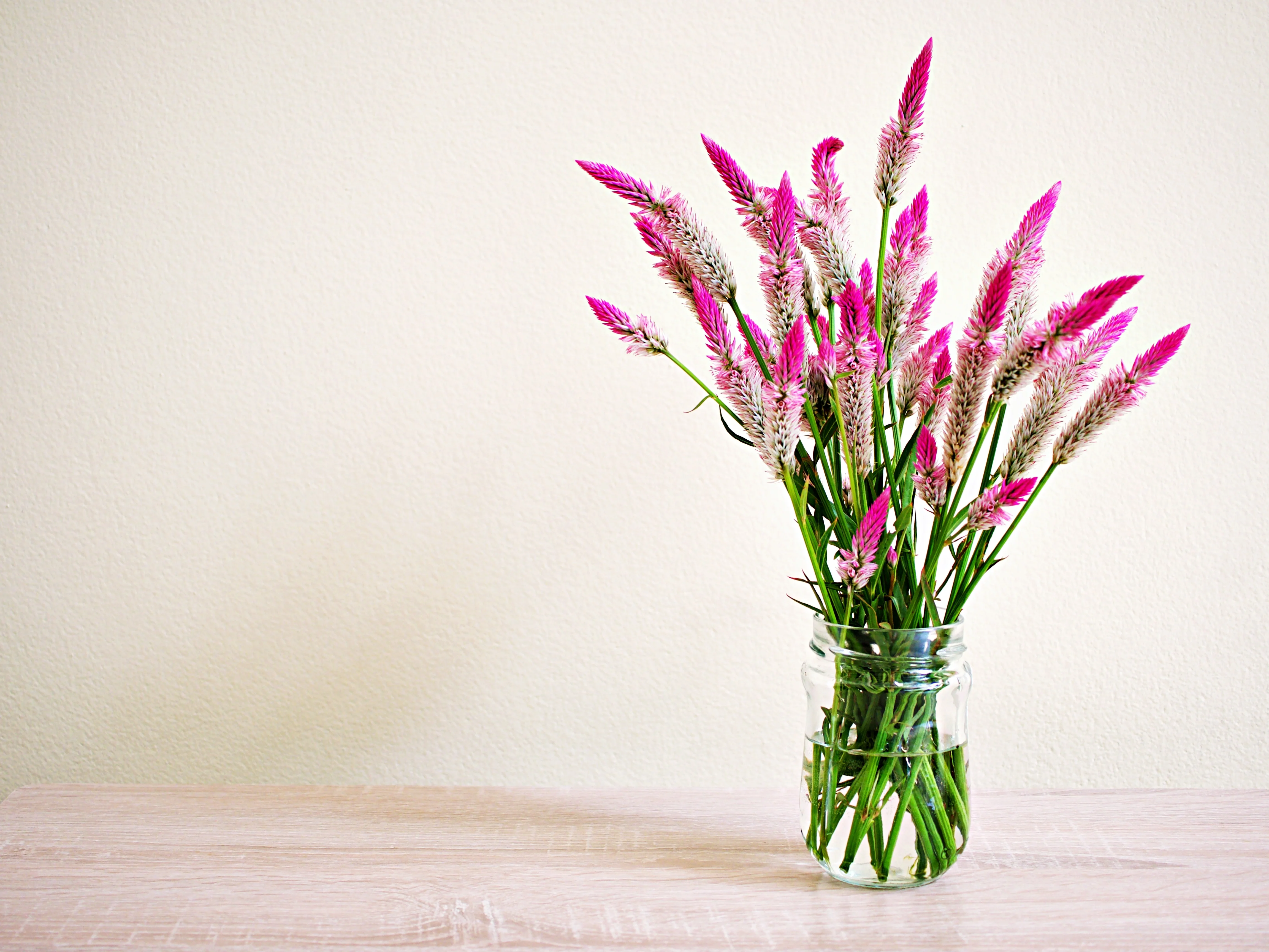 Flamingo Celosia Seeds