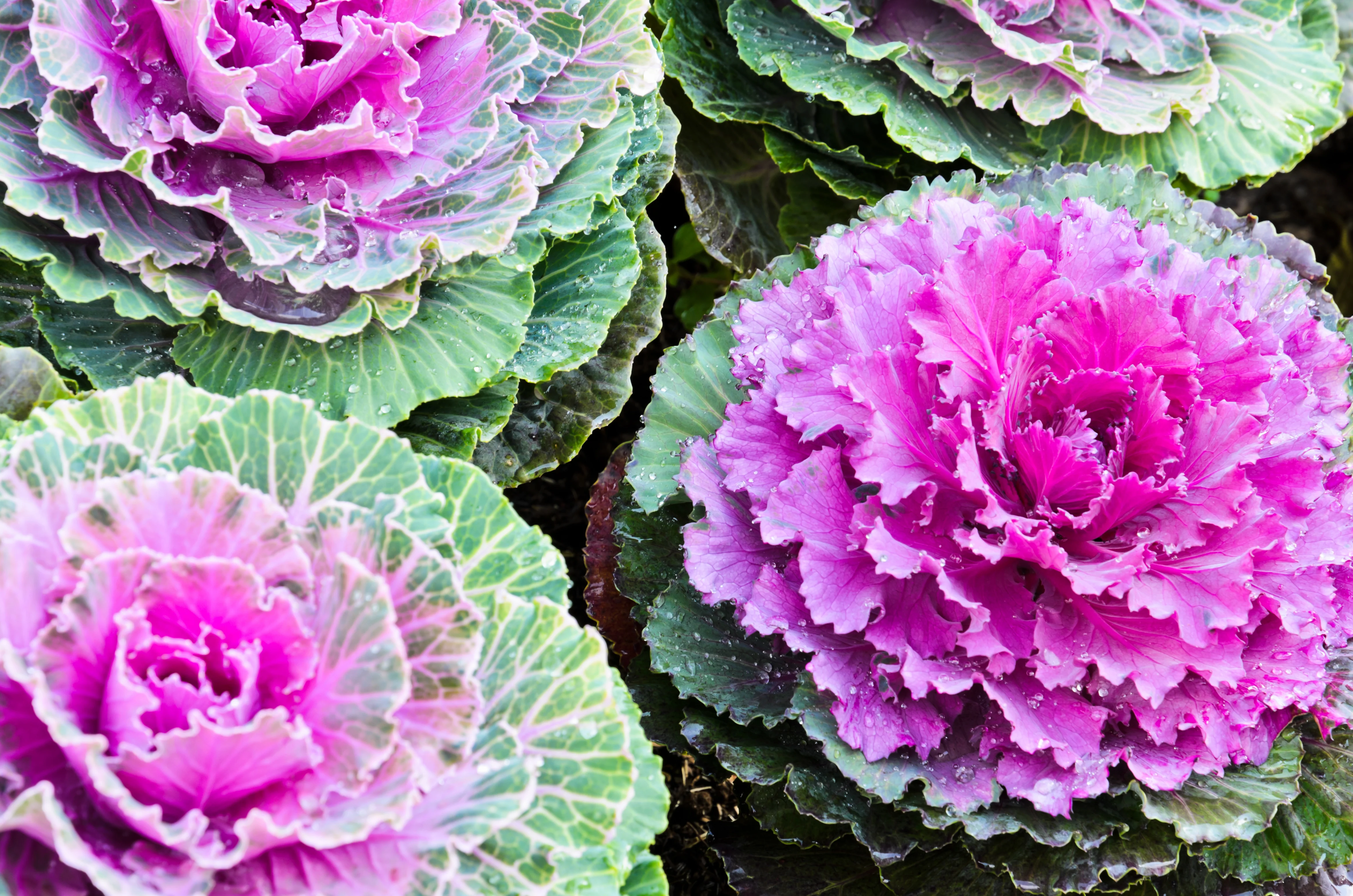 Flowering Cabbage Seeds