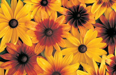 Gloriosa Daisy Seeds - Image 2