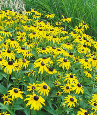 Goldsturm Rudbeckia