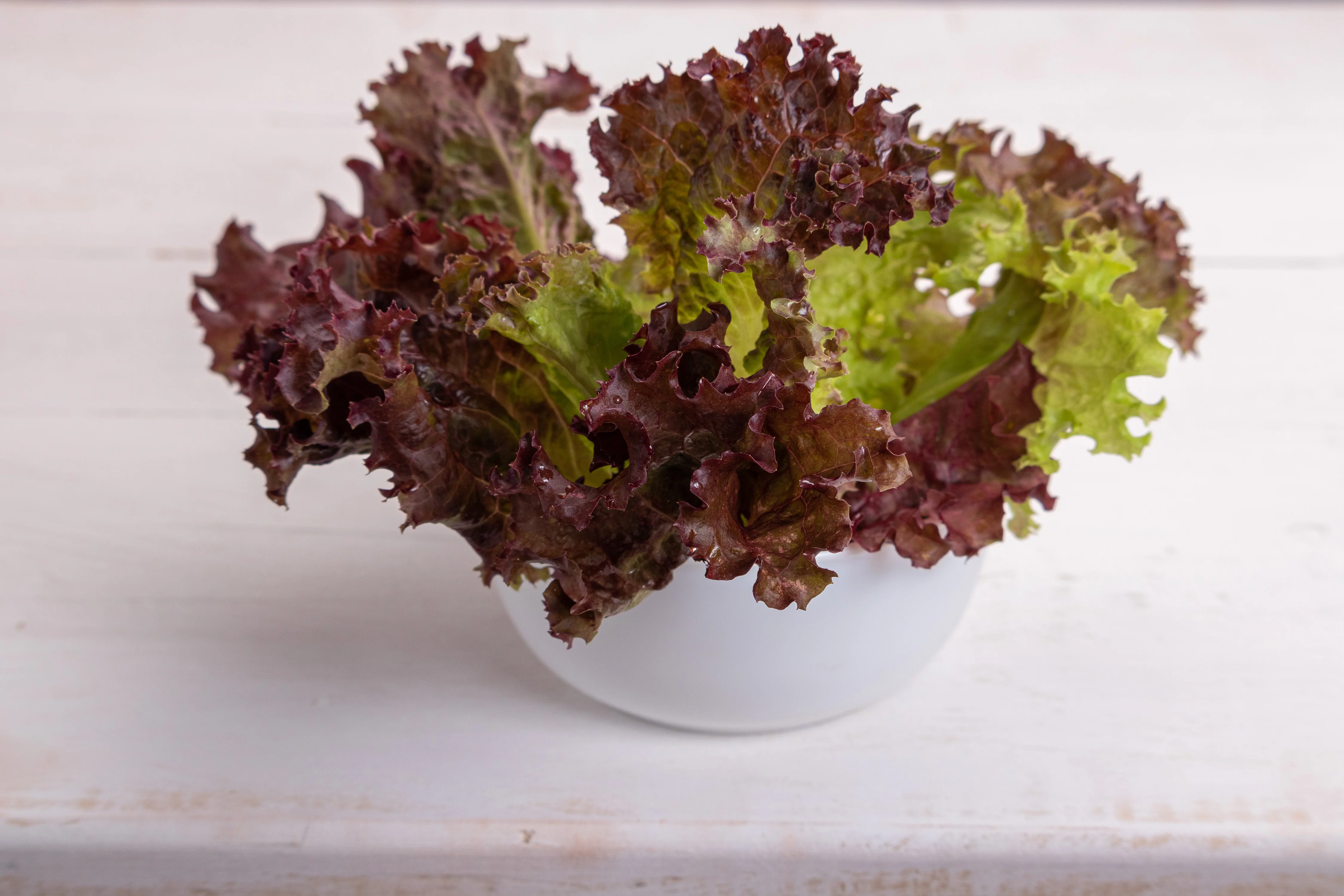 Gourmet Mix Lettuce Seeds - Image 2