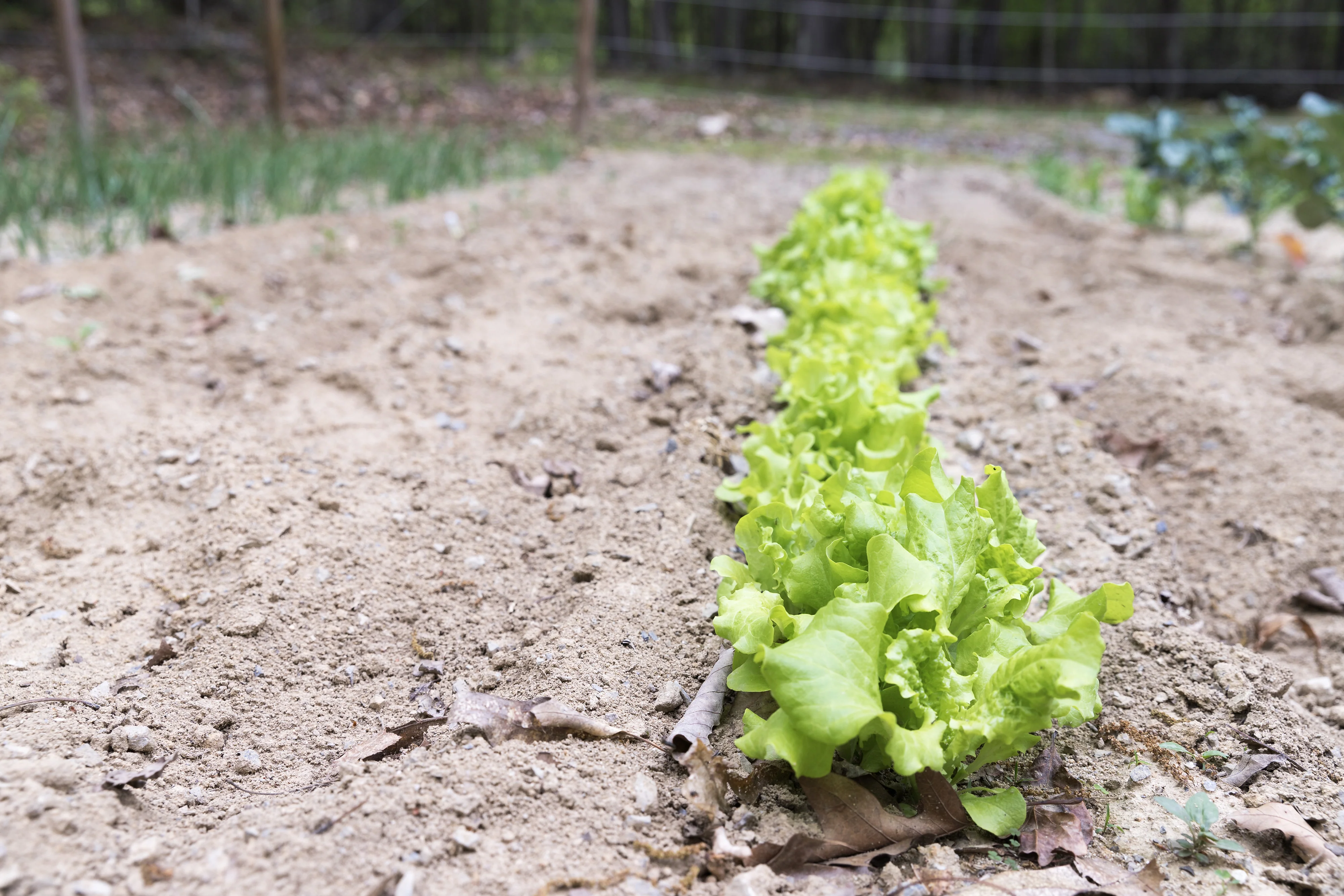 Gourmet Mix Lettuce Seeds - Image 5