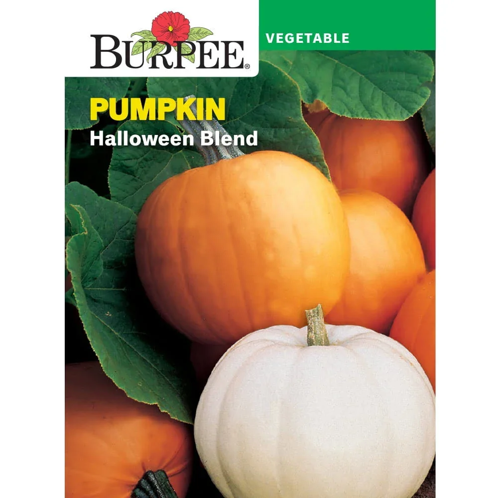 Halloween Blend Pumpkin