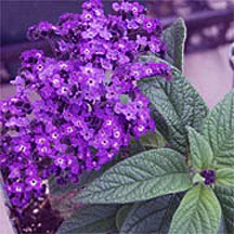 Heliotrope Marine