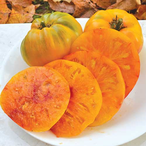 Hillbilly Potato Leaf Tomato