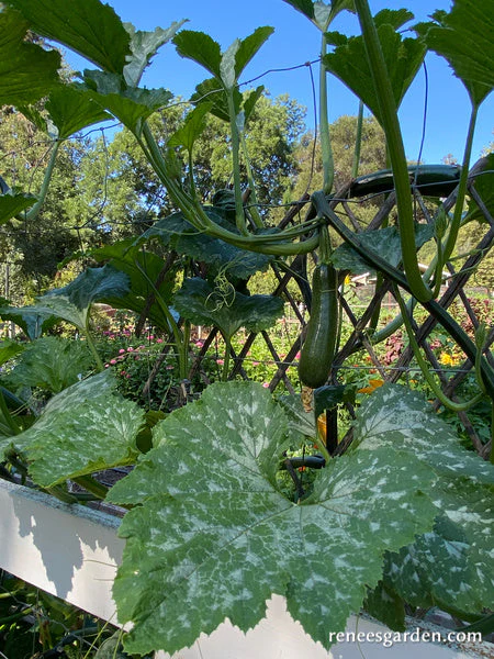 Incredible Escalator Climbing Zucchini - Image 2
