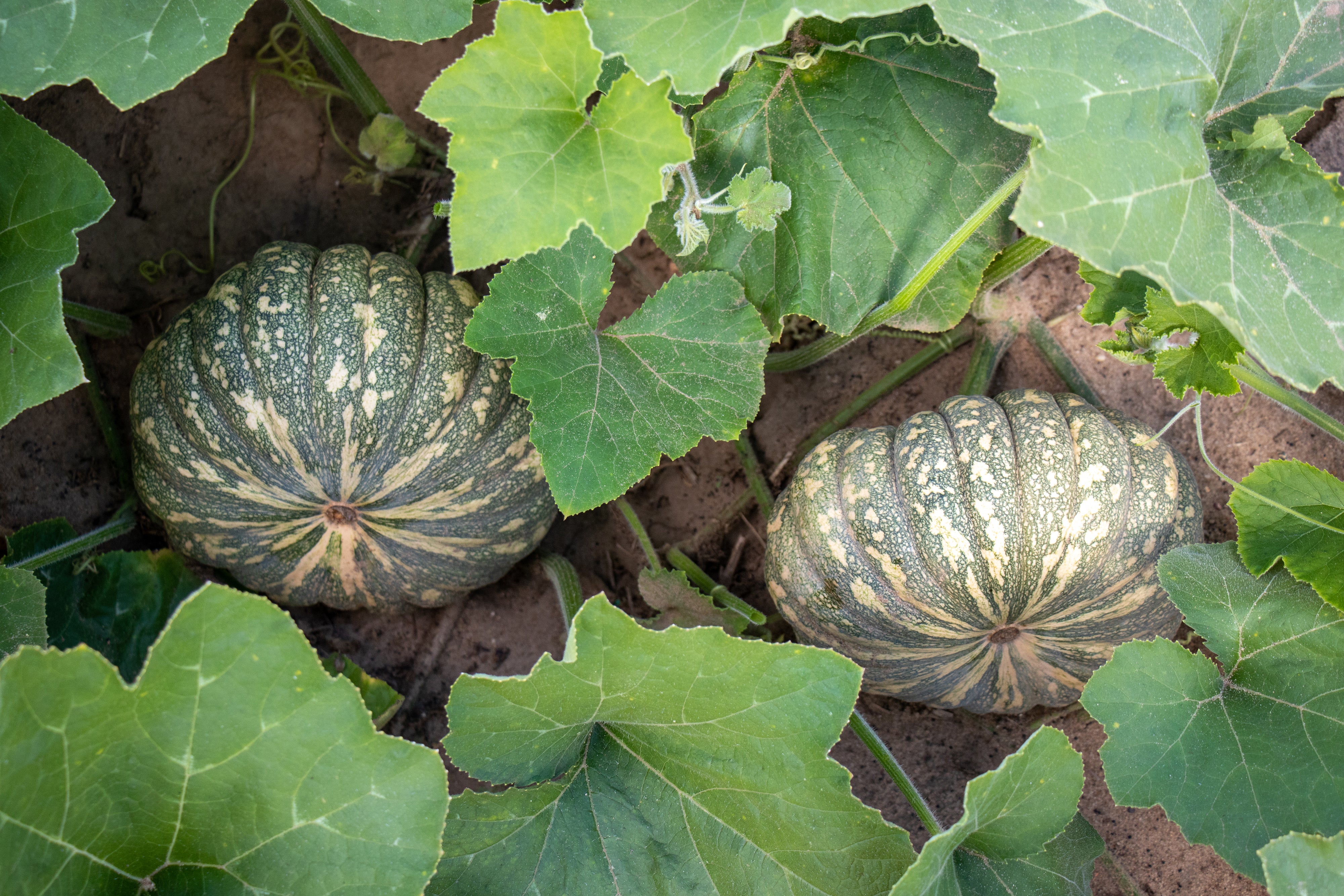 Kai Kai F1 Hybrid Squash Seeds - Image 14