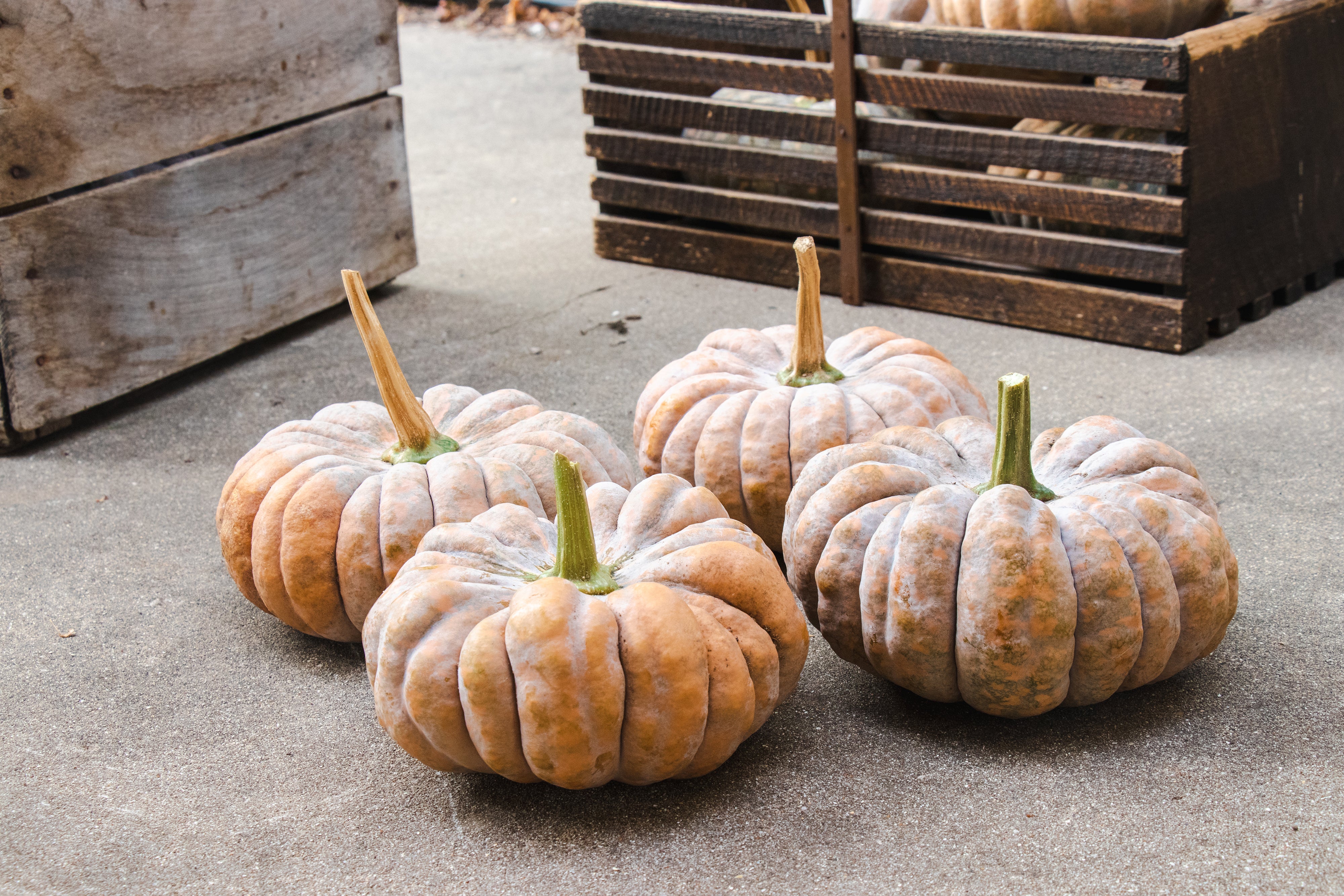 Kai Kai F1 Hybrid Squash Seeds - Image 6