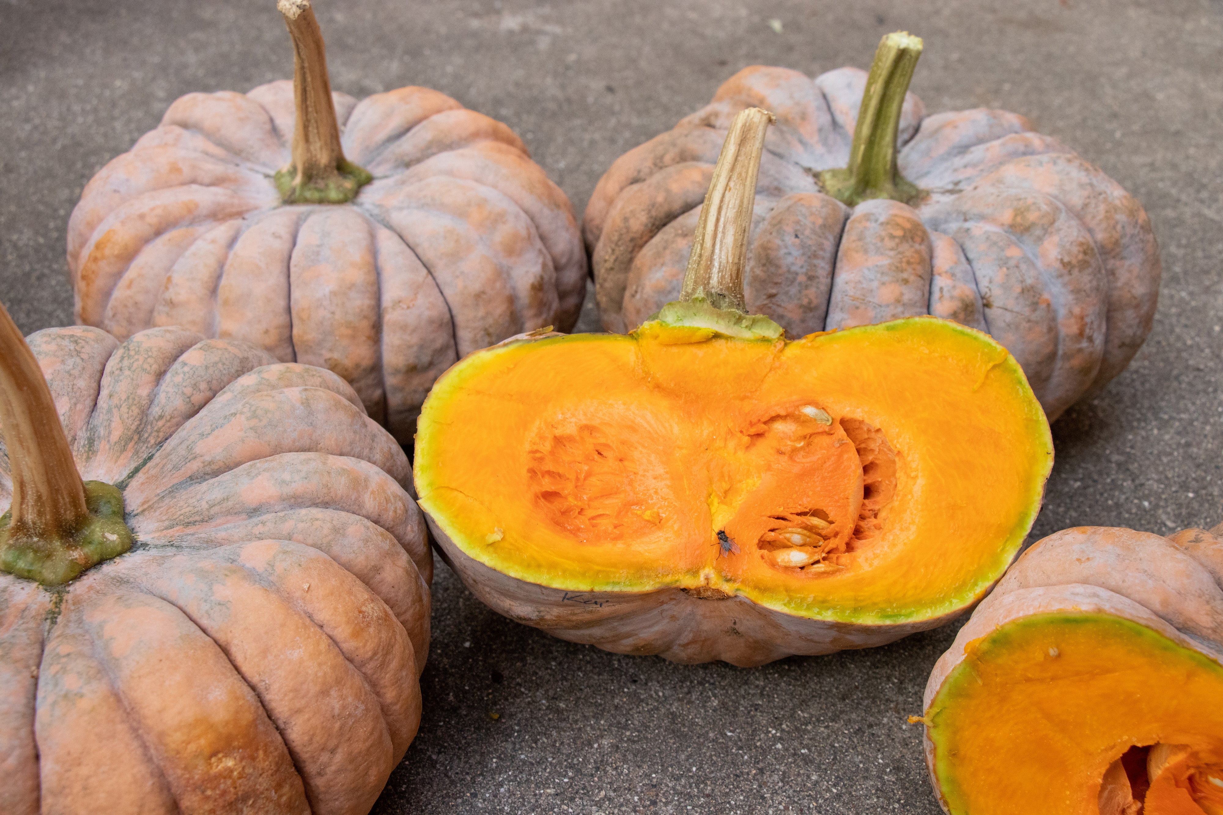 Kai Kai F1 Hybrid Squash Seeds - Image 8