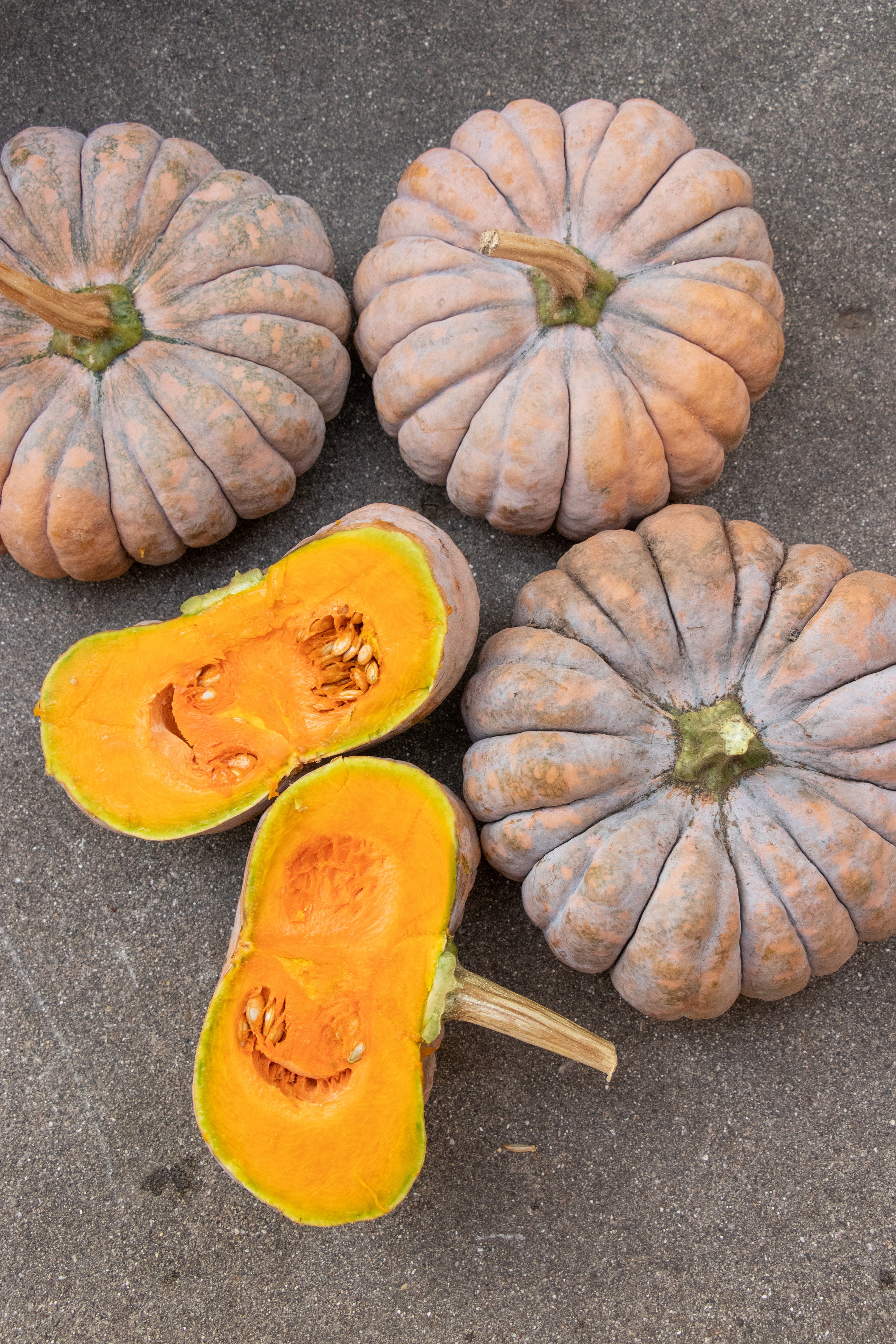Kai Kai F1 Hybrid Squash Seeds - Image 9