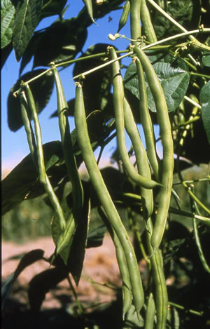 Kentucky Blue Pole Bean Seeds