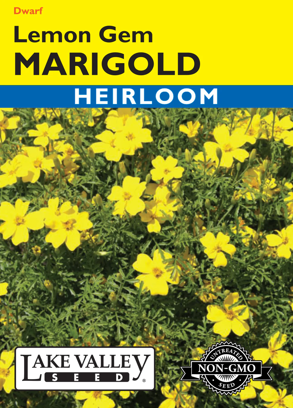 Lemon Gem Marigold