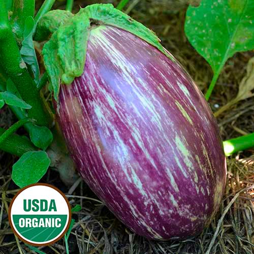 Listada Di Gandia Eggplant