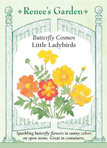 Little Ladybirds Cosmos - Image 2